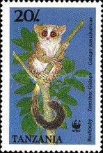 Zanzibar Galago (Galago zanzibaricus)