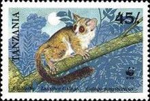 Zanzibar Galago (Galago zanzibaricus)