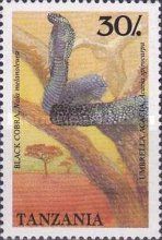 Forest Cobra (Naja melanoleuca), Acacia (Acacia spirocarpa)
