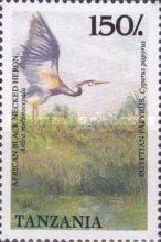 Black-headed Heron (Ardea melanocephala)