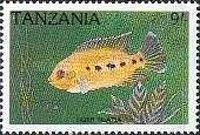 Tiger Tilapia