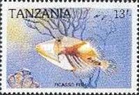 Picasso Fish (Rhinecanthus aculeatus)