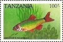 Ansorge’s Noelebias (Neolebias ansorgii)