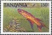 Lyretail Panchax (Aphyosemion australe)