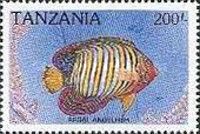 Regal Angelfish (Pygoplites diacanthus)