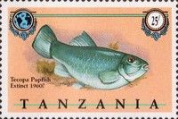 Tecopa Pupfish (Cyprinodon nevadensis calidae)