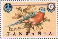 Passenger Pigeon (Ectopistes migratorius)