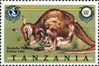 Toolache wallaby (Notamacropus greyi)