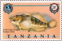 Utah Lake Sculpin (Cottus echinatus)