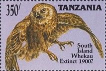 Laughing Owl (Sceloglaux albifacies)