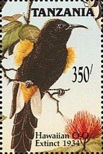 Hawaiʻi ʻōʻō (Moho nobilis)