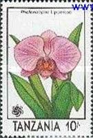 Phalaenopsis Lipperose