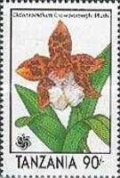 Odontocidium Crowborough 'Plush'