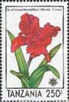 Sophrolaeliocattleya Phena 'Saturn'