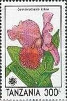 Laeliocattleya Lykas