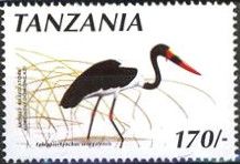 Saddle-billed Stork (Ephippiorhynchus senegalensis)