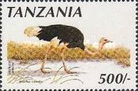 Common Ostrich (Struthio camelus)