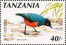 Superb Starling (Spreo superbus)