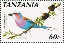 Lilac-brested Roller (Coracias caudata)