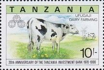 Grazing Cow (Bos primigenius taurus)