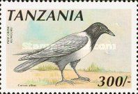 Pied Crow (Corvus albus)