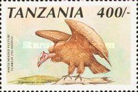 White-headed Vulture (Trigonoceps occipitalis)