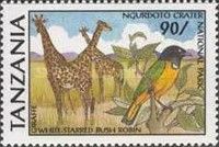 Giraffe, White-starred Robin