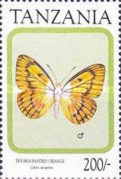 Double-banded Orange (Colotis aurigineus)