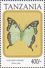 Club-tailed Charaxes (Charaxes zoolina)