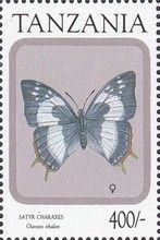 Satyr Charaxes (Charaxes ethalion)