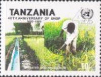 Irrigated rice farming