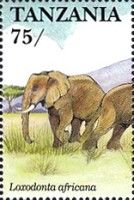 African Elephant (Loxodonta africana)