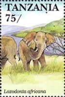 African Elephant (Loxodonta africana)