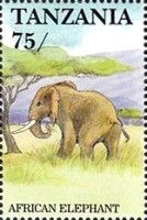 African Elephant (Loxodonta africana)