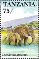 African Elephant (Loxodonta africana)