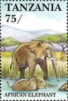 African Elephant (Loxodonta africana)