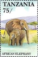 African Elephant (Loxodonta africana)