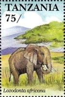 African Elephant (Loxodonta africana)