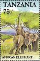 African Elephant (Loxodonta africana)