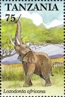 African Elephant (Loxodonta africana)
