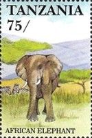 African Elephant (Loxodonta africana)