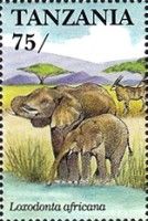 African Elephant (Loxodonta africana)