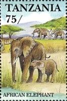 African Elephant (Loxodonta africana)