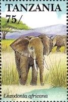 African Elephant (Loxodonta africana)