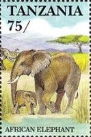 African Elephant (Loxodonta africana)