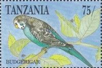 Budgerigar (Melopsittacus undulatus)