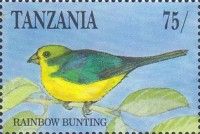 Golden-breasted Bunting (Emberiza flaviventris)