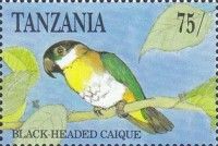 Black-headed Parrot (Pionites melanocephala)
