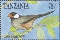 Java Sparrow (Padda oryzivora)