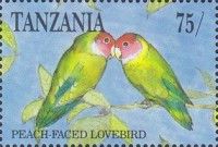 Rosy-faced Lovebird (Agapornis roseicollis)